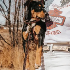 Best Dog Collar Womens Small Leather Goods