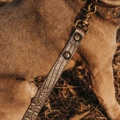 Fashion Dog Leash Womens Small Leather Goods
